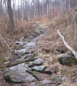 Rocky trail through grass